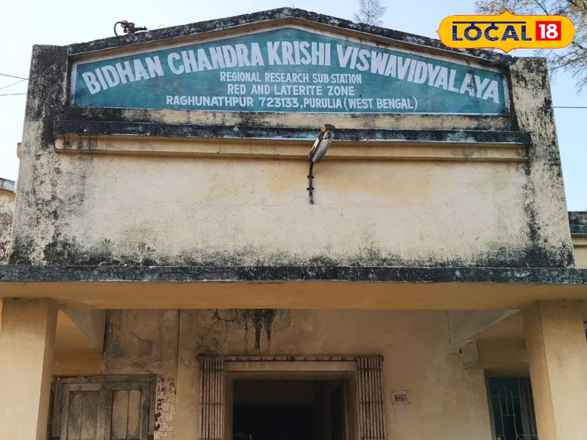 পুরুলিয়ার লাল মাটিতে এবার সোনার ফসল! গবেষণার ম্যাজিকে চাষিদের ভাগ্যে আমূল বদল পুরুলিয়ার লাল মাটিতে এবার সোনার ফসল! গবেষণার ম্যাজিকে চাষিদের ভাগ্যে আমূল বদল