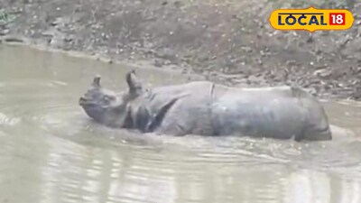 লোকালয়ে গণ্ডার