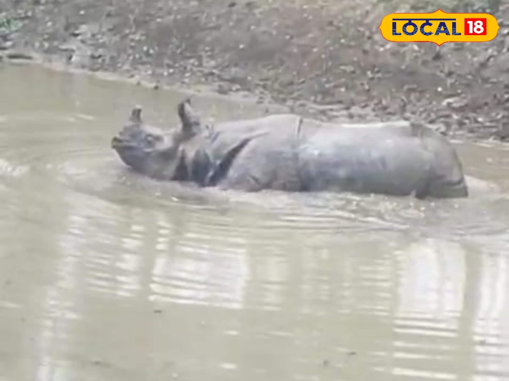 শীতের সকালে আলিপুরদুয়ারে হাড়হিম কাণ্ড! লোকালয়ে গণ্ডার, দাপাদাপি করতে গিয়ে পড়ল পুকুরে