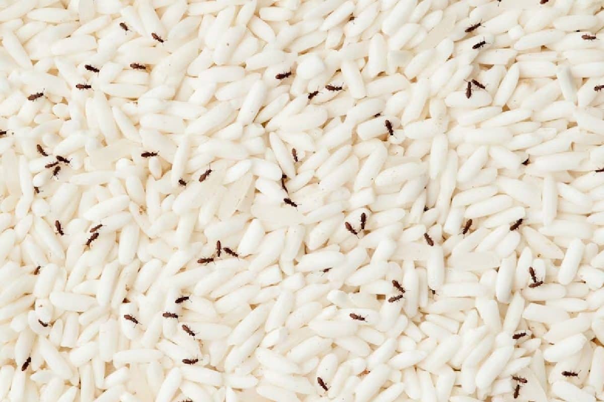 চালে গিজগিজ করছে পোকা? একটাও টাকা খরচ না করেই এই 'টিপস' মানলে সব পোকা উধাও হবে!