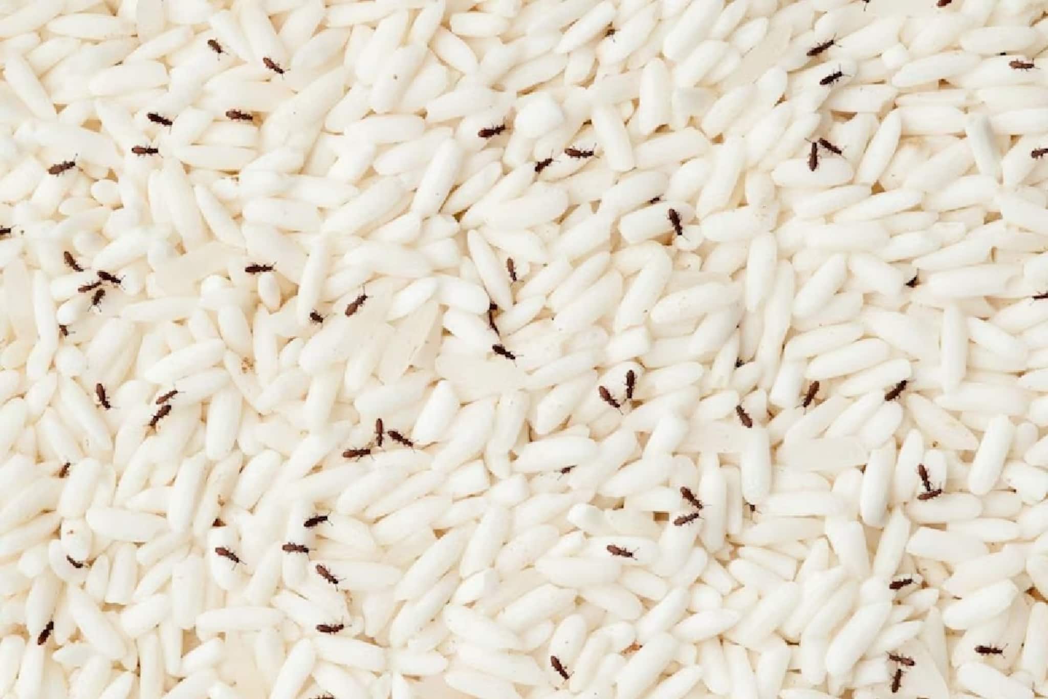 চালে গিজগিজ করছে পোকা? একটাও টাকা খরচ না করেই এই 'টিপস' মানলে সব পোকা উধাও হবে!