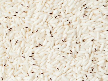 চালে গিজগিজ করছে পোকা? একটাও টাকা খরচ না করেই এই 'টিপস' মানলে সব পোকা উধাও হবে!