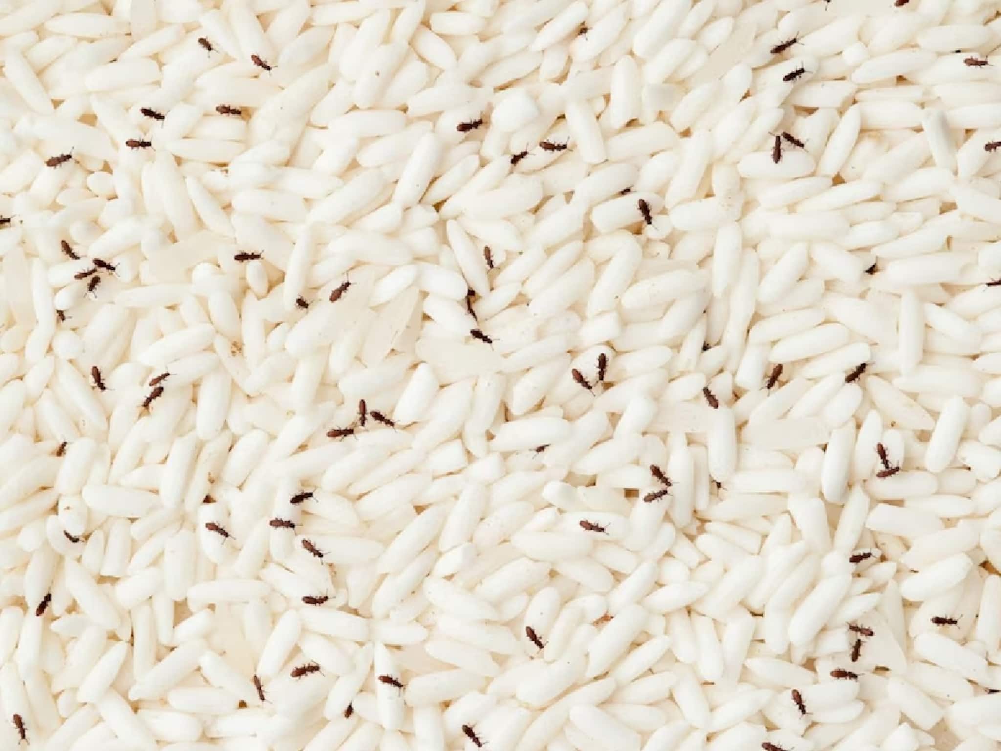 চালে গিজগিজ করছে পোকা? একটাও টাকা খরচ না করেই এই 'টিপস' মানলে সব পোকা উধাও হবে!