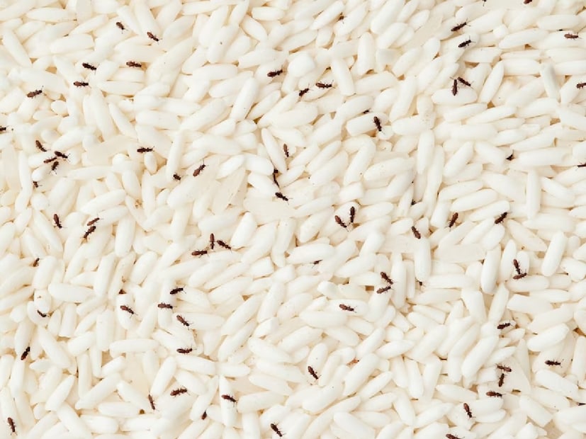 চাল বা অন্য শস্যদ্রব্যে পোকা ও কৃমি পড়া গৃহস্থালির একটি বড় সমস্যা। অনেক সময় পোকা ছাড়াতে না পেরে মানুষ চাল ফেলে দেন। এতে যেমন খাদ্যের অপচয় হয়, তেমনই আর্থিক ক্ষতিও হয়। কিন্তু কিছু সহজ ঘরোয়া উপায় মেনে চললে এই সমস্যা সহজেই এড়ানো যায় এবং বছরের পর বছর চাল ভালো রাখা সম্ভব। চাল বা অন্য শস্যদ্রব্যে পোকা ও কৃমি পড়া গৃহস্থালির একটি বড় সমস্যা। অনেক সময় পোকা ছাড়াতে না পেরে মানুষ চাল ফেলে দেন। এতে যেমন খাদ্যের অপচয় হয়, তেমনই আর্থিক ক্ষতিও হয়। কিন্তু কিছু সহজ ঘরোয়া উপায় মেনে চললে এই সমস্যা সহজেই এড়ানো যায় এবং বছরের পর বছর চাল ভালো রাখা সম্ভব।