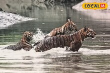 Sundarban Royal Bengal Tiger: আজীবনের স্মৃতি! বিরল-চোখ ধাঁধানো দৃশ্য, সুন্দরবনে একসঙ্গে ৩ রয়্যাল বেঙ্গল টাইগারের দর্শন পর্যটকদের