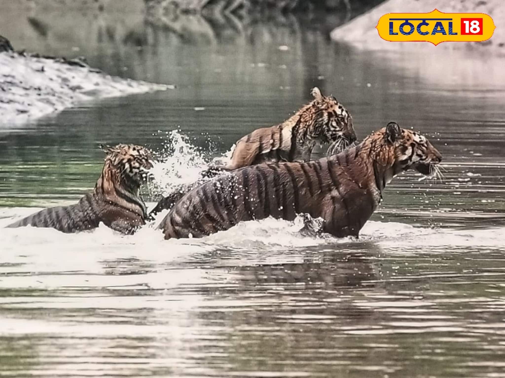 আজীবনের স্মৃতি! বিরল-চোখ ধাঁধানো দৃশ্য, সুন্দরবনে একসঙ্গে ৩ রয়্যাল বেঙ্গল টাইগারের দর্শন আজীবনের স্মৃতি! বিরল-চোখ ধাঁধানো দৃশ্য, সুন্দরবনে একসঙ্গে ৩ রয়্যাল বেঙ্গল টাইগারের দর্শন