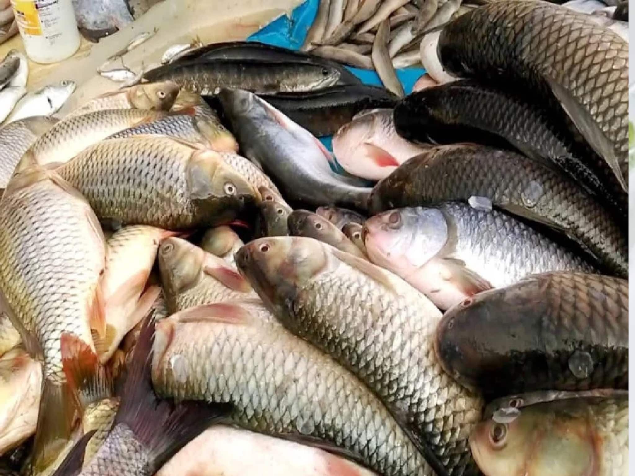 'ফর্মালিন' দেওয়া মাছে শেষ হচ্ছে লিভার-কিডনি, কীভাবে বুঝবেন মাছে 'ফর্মালিন' মেশানো?