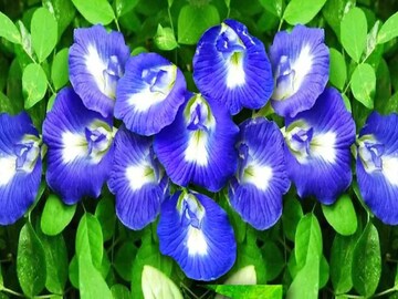 ফুলে ফুলে ভরে যাবে অপরাজিতা গাছ...! জানুয়ারির ঠান্ডাতেও ভুড়ভুড়িয়ে আসবে কুঁড়ি