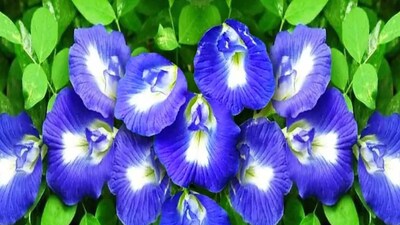 ফুলে ফুলে ভরে যাবে অপরাজিতা গাছ, জানুয়ারির ঠান্ডা, ভুড়ভুড়িয়ে আসবে কুঁড়ি, স্টেপ বাই স্টেপ করুন ৫ মোক্ষম কাজ, জানুন সঠিক নিয়ম, অপরাজিতা গাছ, ফুলে ফুলে ভরবে অপরাজিতা গাছ, ভুড়ভুড়িয়ে, কুঁড়ি, অপরাজিতা ফুল, অপরাজিতা গাছ তরতরিয়ে বাড়বে, অপরাজিতা গাছের ফুল, পোকামাকড়, শীতকাল, শীতকালের বাগান, অপরাজিতা গার্ডেনিং টিপস, অপরাজিতা গাছ, শীতে ফুল আসছে না অপরাজিতা গাছে, শীতকালে অপরাজিতা গাছের পাতা হলুদ হয়ে যাচ্ছে, বাগান, শীতের গাছের যত্ন নেওয়ার সঠিক নিয়ম, গাছের যত্ন, ফুলগাছের যত্নের সঠিক পদ্ধতি, অপরাজিতা বাগান, অপরাজিতা ফুলে পোকার উৎপাত, অপরাজিতা ফুলের ত্রিসীমানায় ঘেঁষবে না পোকামাকড়, পোকামাকড় তাড়াতে রসুন, অপরাজিতা গাছের যত্ন, অপরাজিতা গাছের যত্ন করতে কী করবেন, শীতের ফুল, অপরাজিতা ফুল, শীতের বাগান পরিচর্যার টিপস, অপরাজিতা গাছে পোকার অত্যাচার, বাগান পরিচর্যা, কী সার দেবেন, কতক্ষন রোদে দেবেন গাছ, অপরাজিতা গাছে জল দেওয়ার নিয়ম, অপরাজিতা গাছের সার দেওয়ার নিয়ম, শীতকালের গার্ডেনিং টিপস, শীতকাল, ফুল বাগান, বাংলার খবর, শীতকাল