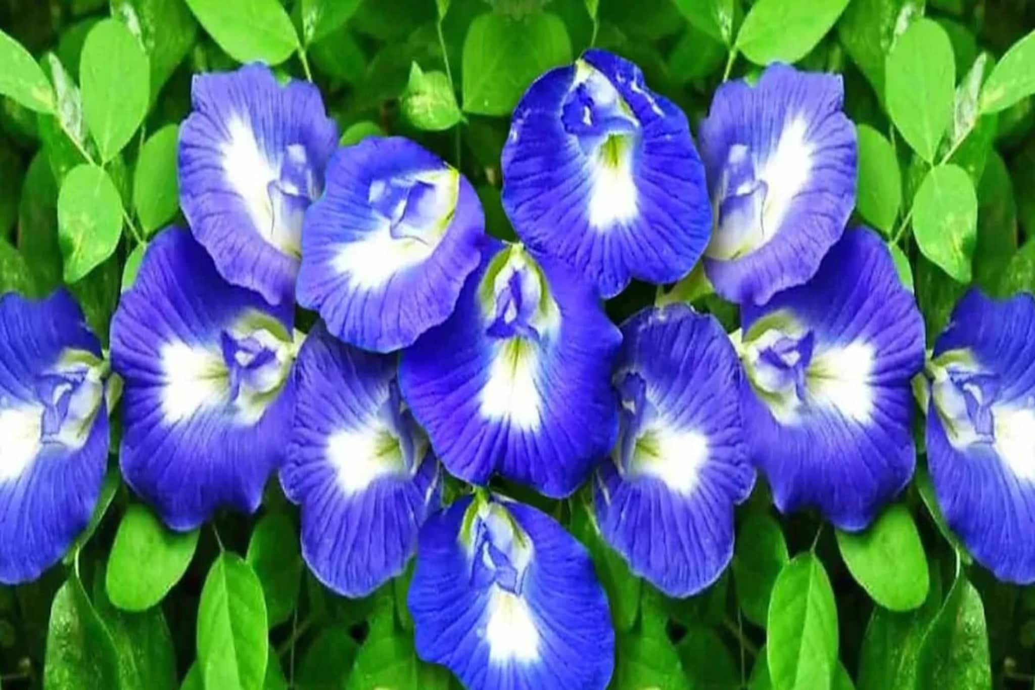 ফুলে ফুলে ভরে যাবে অপরাজিতা গাছ...! জানুয়ারির ঠান্ডাতেও ভুড়ভুড়িয়ে আসবে কুঁড়ি ফুলে ফুলে ভরে যাবে অপরাজিতা গাছ...! জানুয়ারির ঠান্ডাতেও ভুড়ভুড়িয়ে আসবে কুঁড়ি