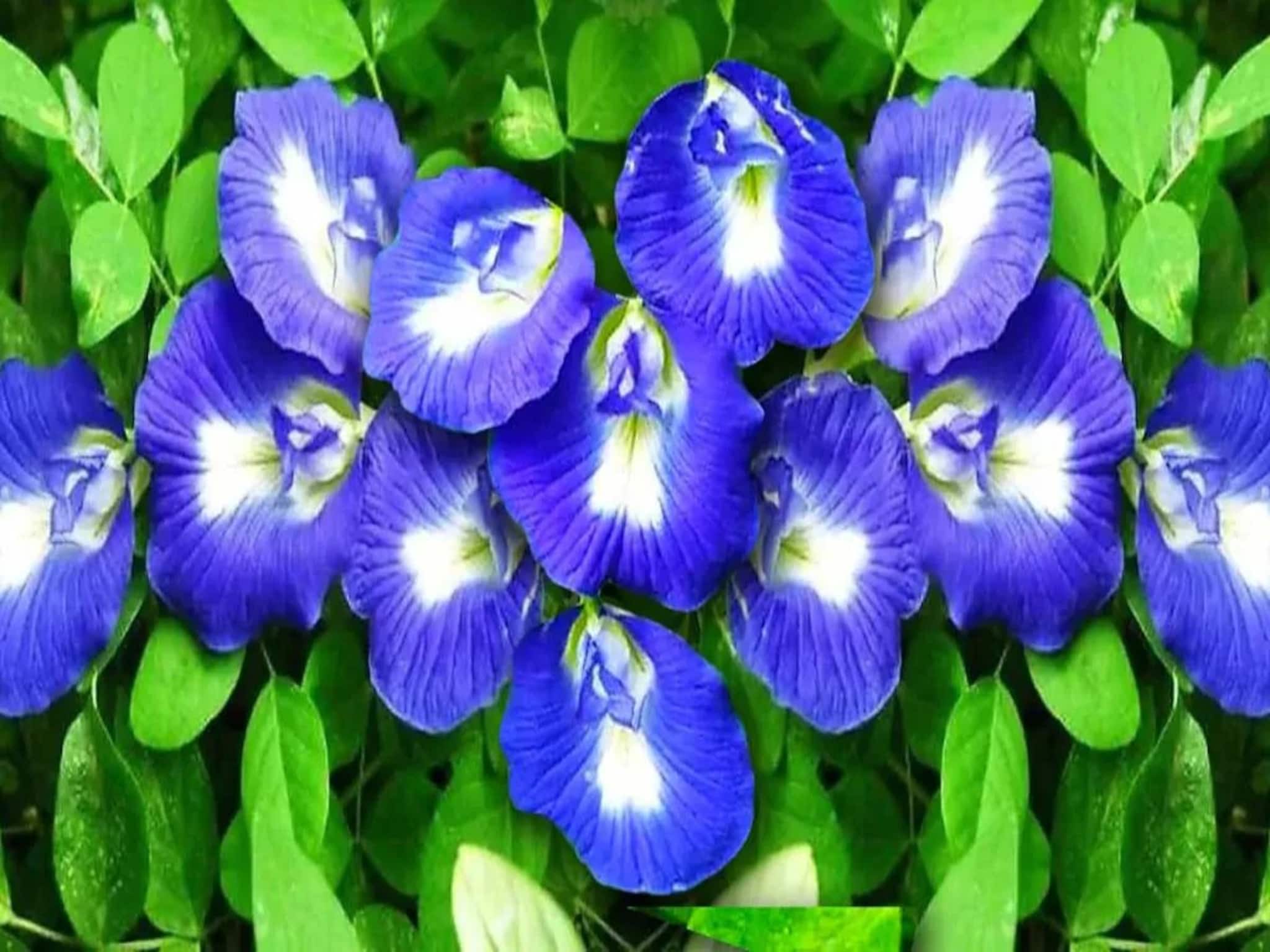 ফুলে ফুলে ভরে যাবে অপরাজিতা গাছ...! জানুয়ারির ঠান্ডাতেও ভুড়ভুড়িয়ে আসবে কুঁড়ি, স্টেপ বাই স্টেপ করুন ৫ মোক্ষম 'কাজ', জানুন 'সঠিক' নিয়ম!