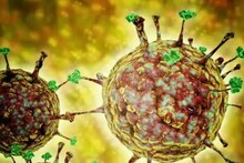 মৃত্যুহার ৪০ থেকে ৭৫%...! 'নিপা' ভাইরাস সংক্রমণের 'উপসর্গ' কী কী? কী ভাবে প্রতিকার? জানা জরুরি!