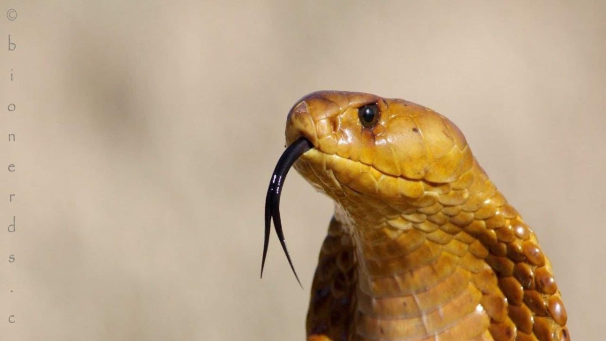 ছটফট করে 'সাপ'...! এইসব 'গন্ধ' বাড়িতে থাকলে ত্রিসীমানায় ঘেঁষবে না একটাও বিষধর, জানুন সাপ তাড়ানোর মোক্ষম 'টোটকা'!