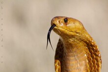 ছটফট করে 'সাপ'...! এইসব 'গন্ধ' বাড়িতে থাকলে ত্রিসীমানায় ঘেঁষবে না একটাও বিষধর, জানুন সাপ তাড়ানোর মোক্ষম 'টোটকা'!