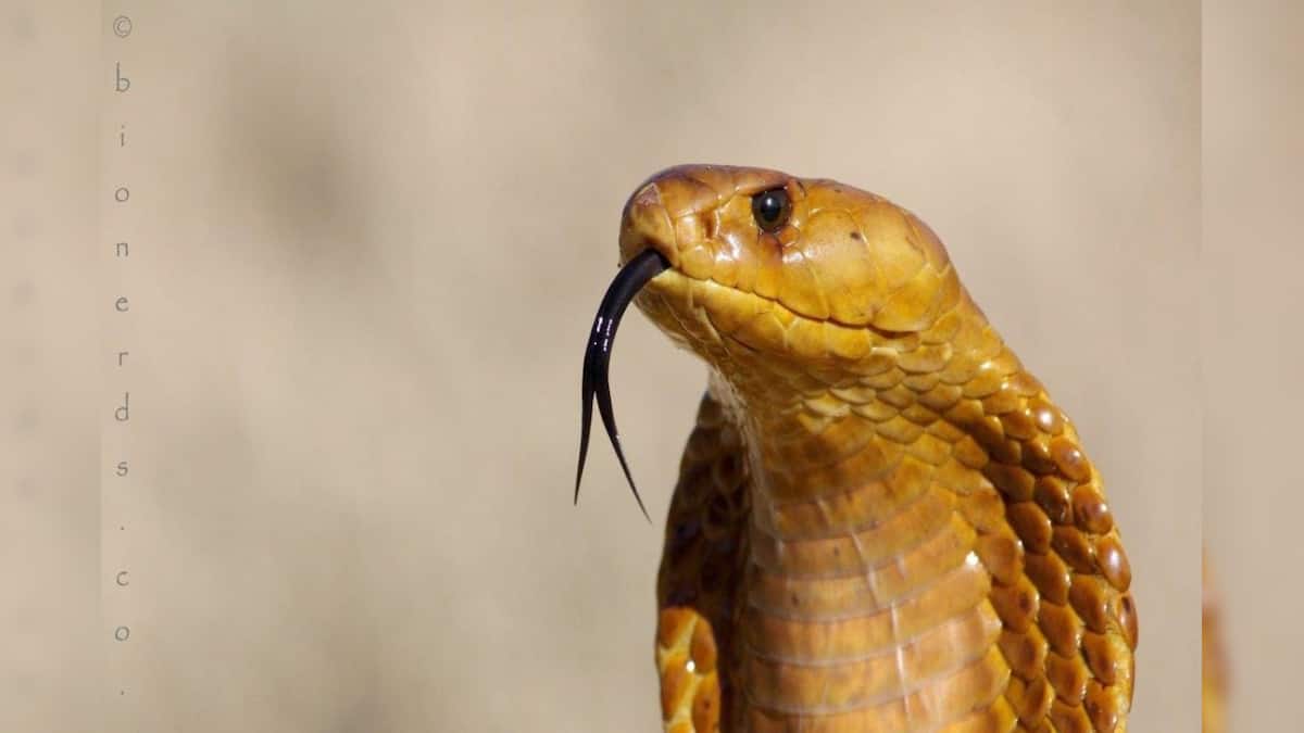 ছটফট করে ‘সাপ’…! এইসব ‘গন্ধ’ বাড়িতে থাকলে ত্রিসীমানায় ঘেঁষবে না একটাও বিষধর, জানুন সাপ তাড়ানোর মোক্ষম ‘টোটকা’!