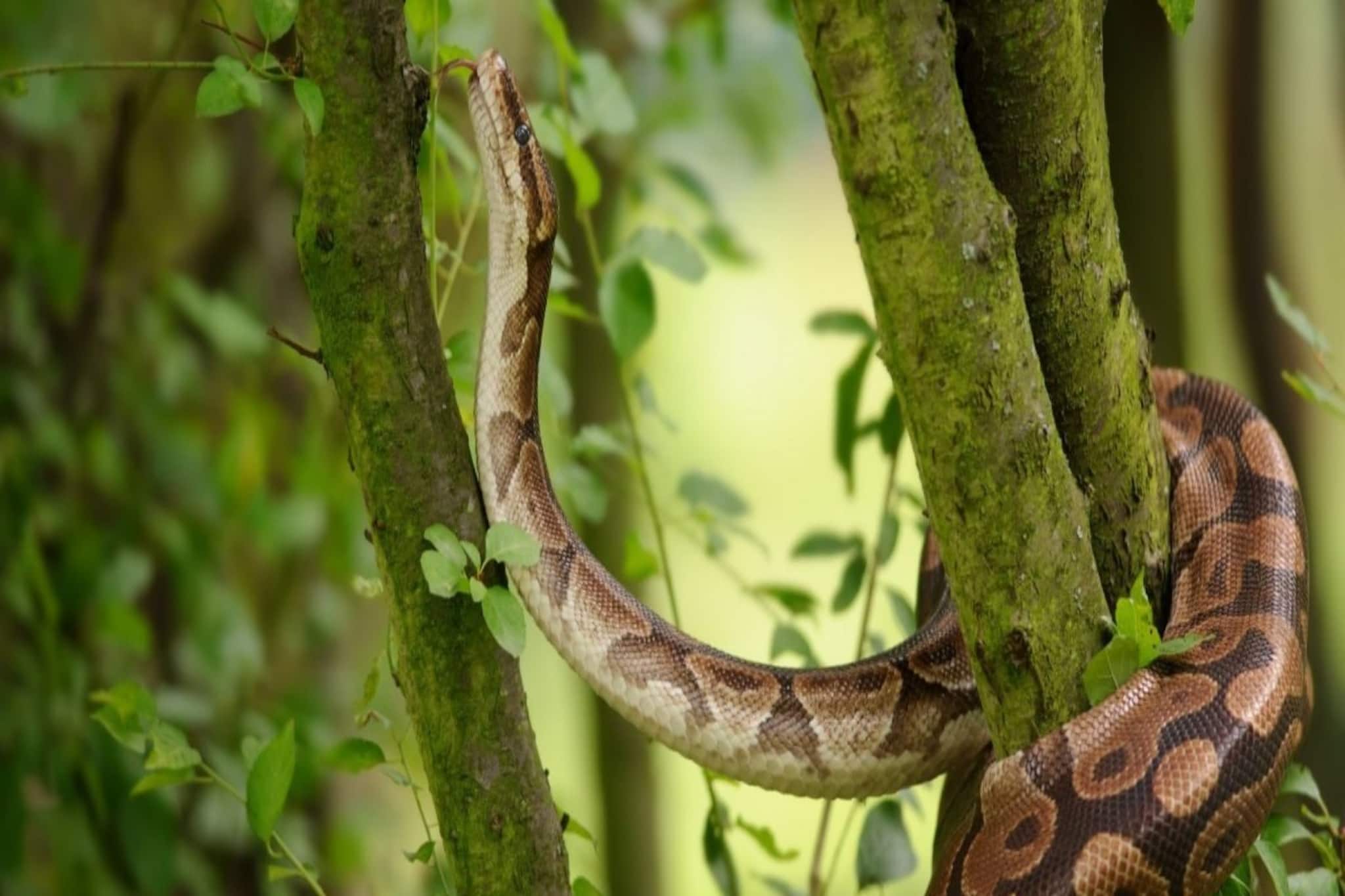 চুম্বকের মতো টেনে আনে 'সাপ'...! এই 'পাঁচ' গাছ বাগানে লাগানোর আগে হাজারবার ভাবুন