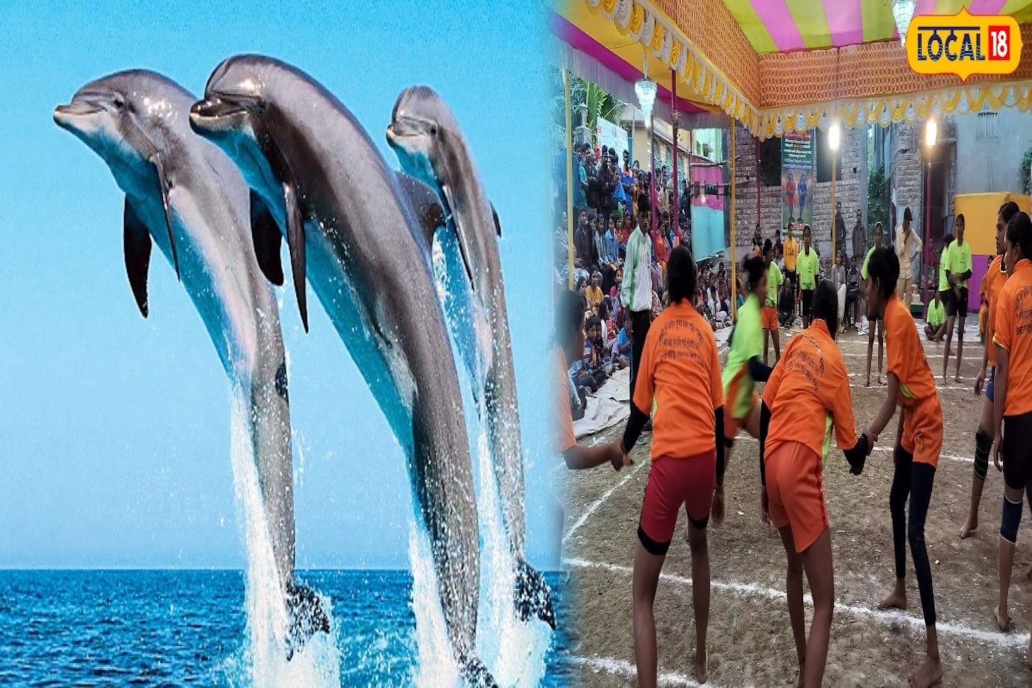 মৎসজীবীদের অসচেতনতার জেরে বিলুপ্তির পথে গাঙ্গেয় শুশুক! ডলফিন বাঁচাতে ময়দানে মহিলারা