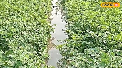 জলে ভাসছে আলু চাষের জমি