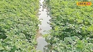 জলে ভাসছে আলু চাষের জমি