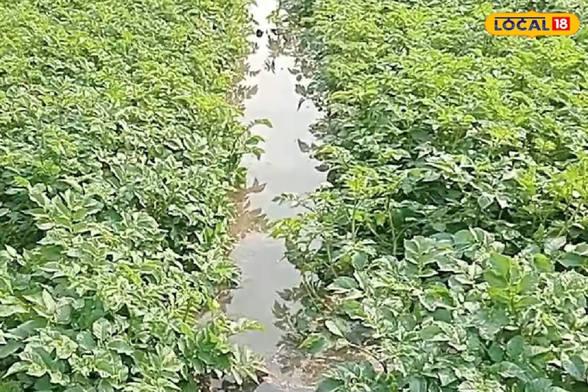 সেচনালা কেটে আলু চাষির সাজানো স্বপ্ন ভেঙে চুরমার করল দুষ্কৃতীরা! দেনা করে দিশেহারা কৃষক