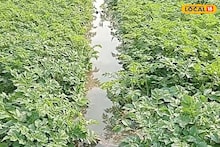 Agriculture Loss: চরম শত্রুতা, সেচনালা কেটে আলু চাষির সাজানো স্বপ্ন ভেঙে চুরমার করল দুষ্কৃতীরা! ৫ লক্ষ টাকা ঋণ নিয়ে দিশেহারা কৃষক