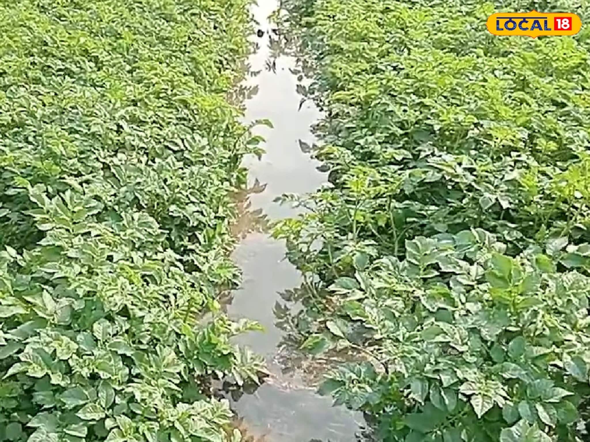 সেচনালা কেটে আলু চাষির সাজানো স্বপ্ন ভেঙে চুরমার করল দুষ্কৃতীরা! দেনা করে দিশেহারা কৃষক