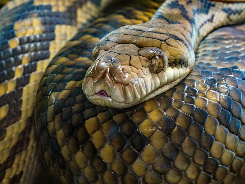গ্রীষ্ম ও বর্ষাকালেই সাধারণত সাপের উপদ্রব বেশি দেখা যায়। এই সময়ে বিষধর সাপ নিয়ে সতর্ক থাকার পরামর্শও দেওয়া হয়। কিন্তু লক্ষ্য করলে দেখা যায়, শীত পড়তেই সাপ যেন হঠাৎ উধাও হয়ে যায়। কোথায় যায় তারা? আবহাওয়ার পরিবর্তনের সঙ্গে সঙ্গে কেন তাদের আচরণ বদলে যায়—এই প্রশ্ন ঘোরে অনেকের মনেই। (রিপোর্ট: বন্দনা রেওয়াঞ্চল তিওয়ারি/রেওয়া) গ্রীষ্ম ও বর্ষাকালেই সাধারণত সাপের উপদ্রব বেশি দেখা যায়। এই সময়ে বিষধর সাপ নিয়ে সতর্ক থাকার পরামর্শও দেওয়া হয়। কিন্তু লক্ষ্য করলে দেখা যায়, শীত পড়তেই সাপ যেন হঠাৎ উধাও হয়ে যায়। কোথায় যায় তারা? আবহাওয়ার পরিবর্তনের সঙ্গে সঙ্গে কেন তাদের আচরণ বদলে যায়—এই প্রশ্ন ঘোরে অনেকের মনেই। (রিপোর্ট: বন্দনা রেওয়াঞ্চল তিওয়ারি/রেওয়া)