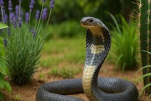 তিনটি ঘরোয়া টোটকা আর একটা জলীয় পদার্থ দিয়েই ছু-মন্তর হবে সাপ, জীবনেও আসবে না বাড়িতে