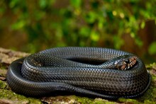 সাপের কামড়ে 'মৃত্যু' থেকে মুক্তি...! ১০০ বছরের পুরনো 'সমাধান' আবিষ্কার করে ফেললেন বিজ্ঞানীরা!