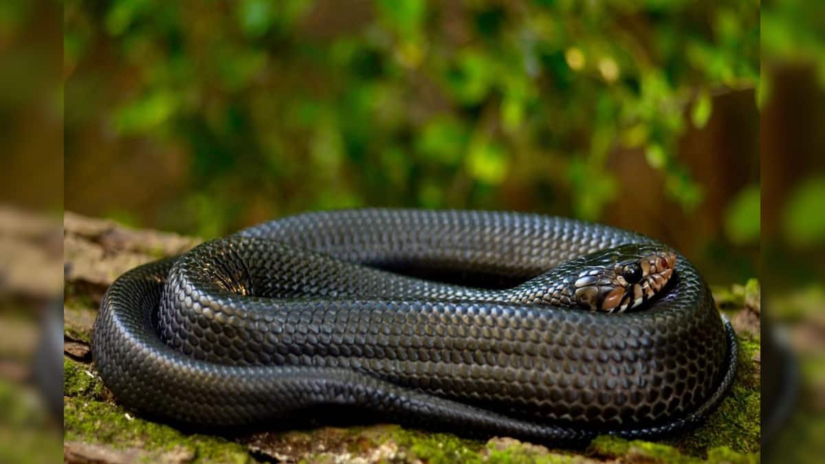 সাপ কামড়ালে আর মৃত্যু নয়…! বিজ্ঞানীরা পেয়ে গেলেন ১০০ বছরে পুরনো ‘উপায়’, চমকে দেওয়া ফল গবেষণায়!