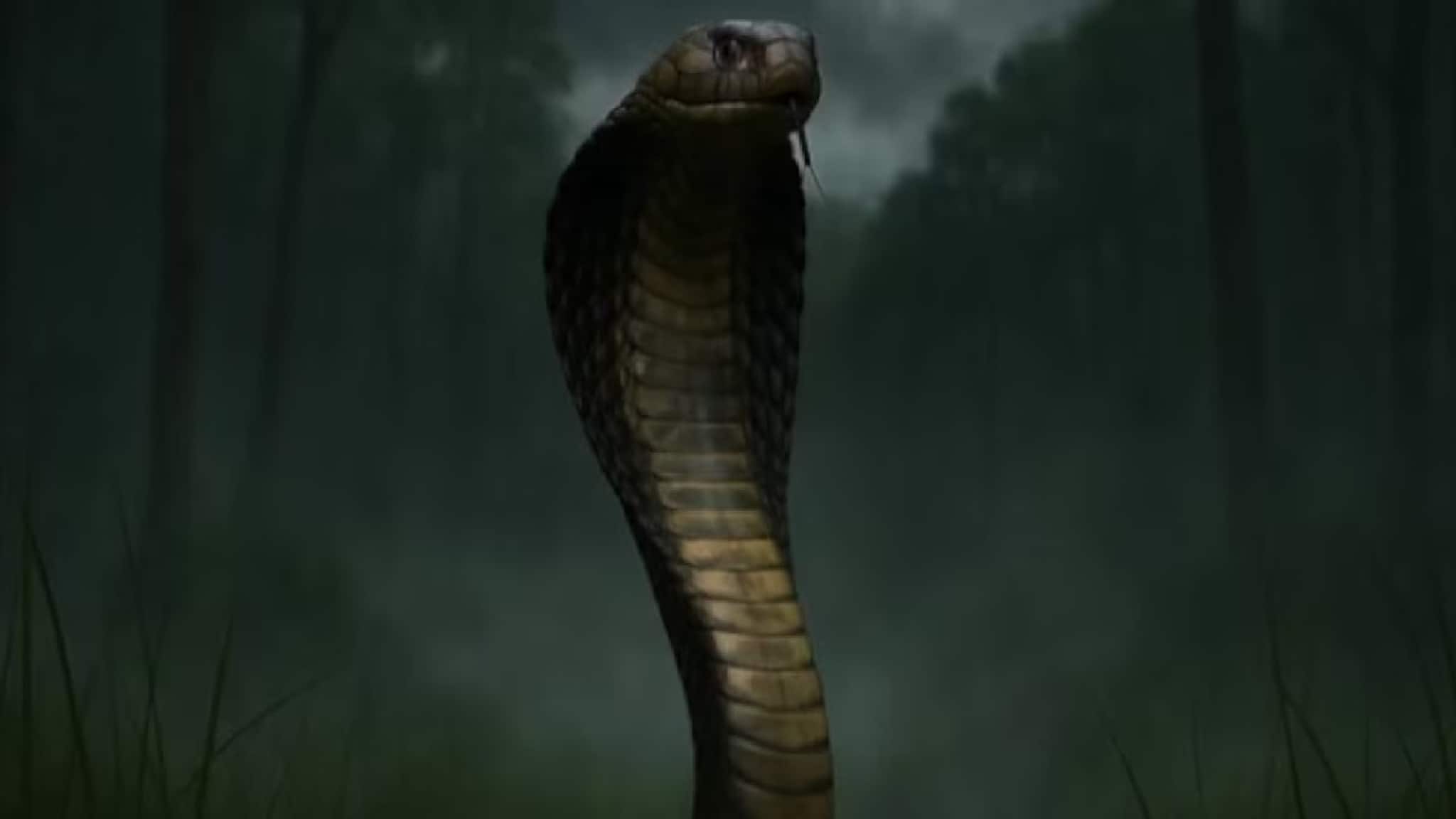 মাধ্যমিক পরীক্ষার্থীকে সাপের কামড়! তারপরই যা ঘটল, শুনে চমকে উঠবেন! এত মনের জোর...