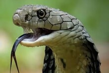 সাপের লেজে পা দিলে কী হয়? সত্যিই কি মৃত্যুর আশঙ্কা? অজানা তথ্য জানালেন বিশেষজ্ঞরা