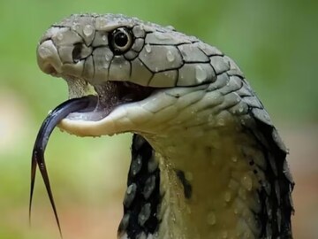 সাপের লেজে পা দিলে কী হয়? সত্যিই কি মৃত্যুর আশঙ্কা? অজানা তথ্য জানালেন বিশেষজ্ঞরা