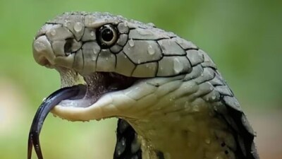 কিসের গন্ধে সাপ পালায়?