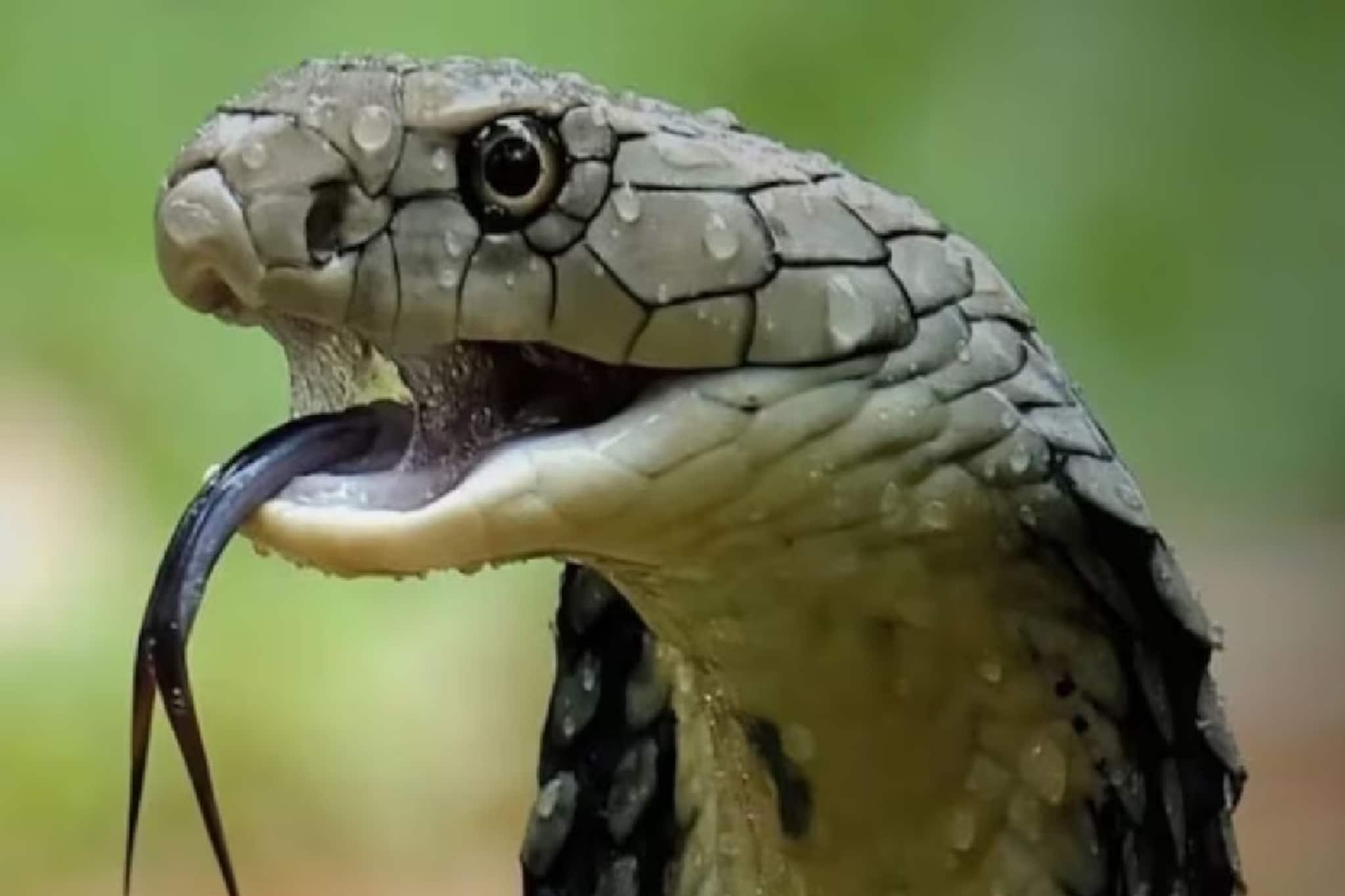 এই ৮টি গাছ দেখলেই ভয় পায় সাপ! গন্ধ সহ্য হয় না, বাড়িতে লাগালেই বন্ধ হবে সাপের এন্ট্রি এই ৮টি গাছ দেখলেই ভয় পায় সাপ! গন্ধ সহ্য হয় না, বাড়িতে লাগালেই বন্ধ হবে সাপের এন্ট্রি