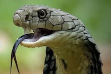 এই ৮টি গাছ দেখলেই ভয় পায় সাপ! গন্ধ সহ্য হয় না, বাড়িতে লাগালেই বন্ধ হবে সাপের এন্ট্রি