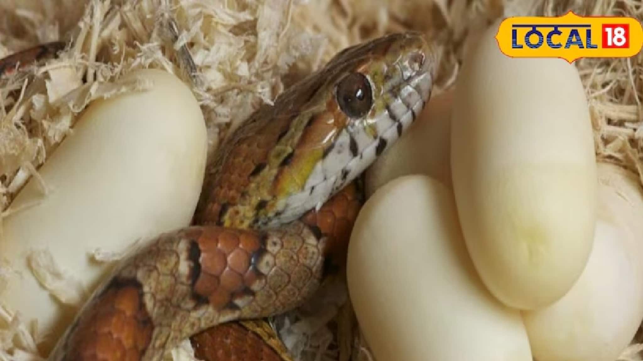 মানুষ কি সাপের ডিম খেতে পারে? খেলে শরীরের উপর কী প্রভাব পড়ে? বিশেষজ্ঞদের কাছ থেকে জানুন সত্যিটা।