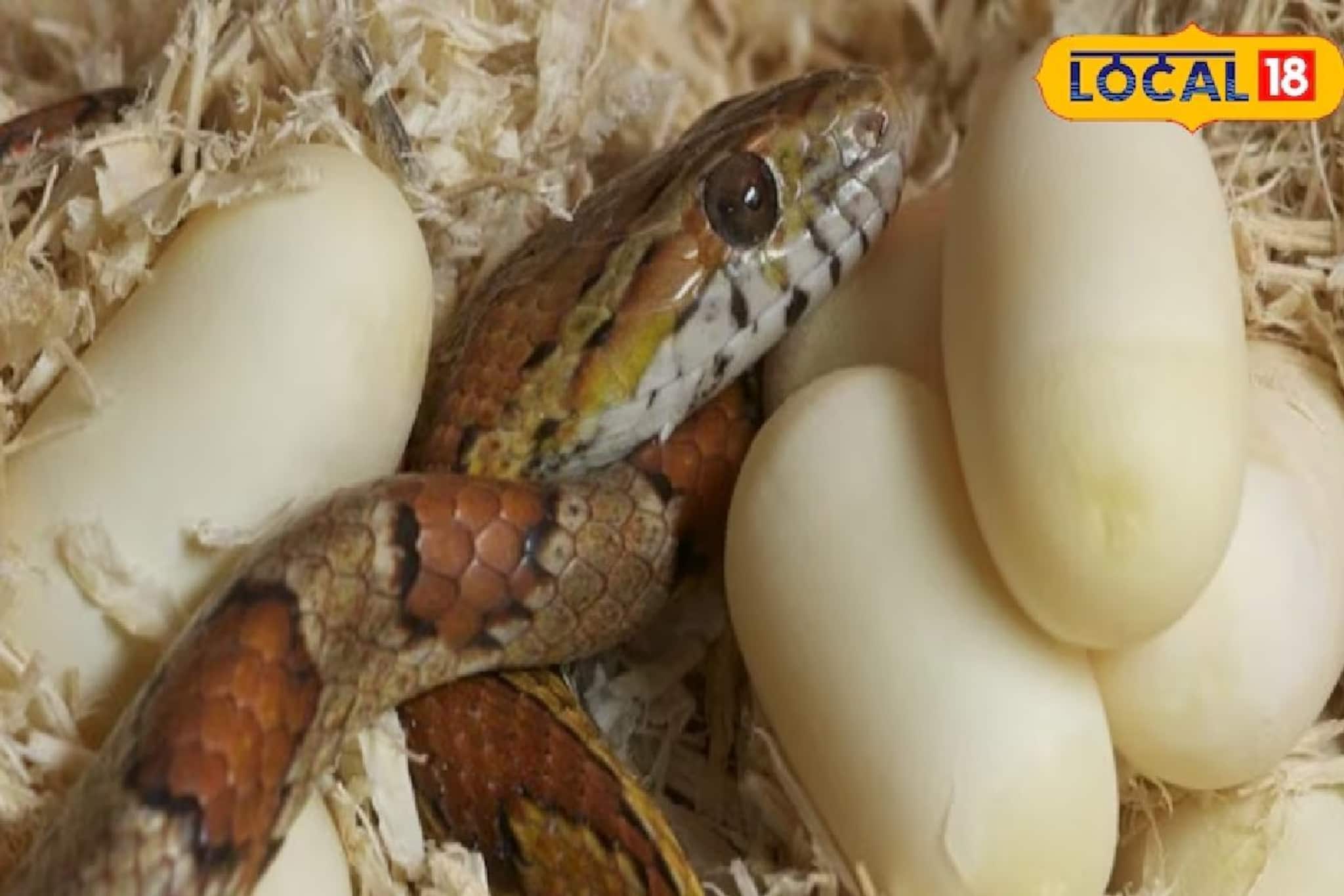 মানুষ কি সাপের ডিম খেতে পারে? খেলে শরীরের উপর কী প্রভাব পড়ে? বিশেষজ্ঞদের কাছ থেকে জানুন মানুষ কি সাপের ডিম খেতে পারে? খেলে শরীরের উপর কী প্রভাব পড়ে? বিশেষজ্ঞদের কাছ থেকে জানুন