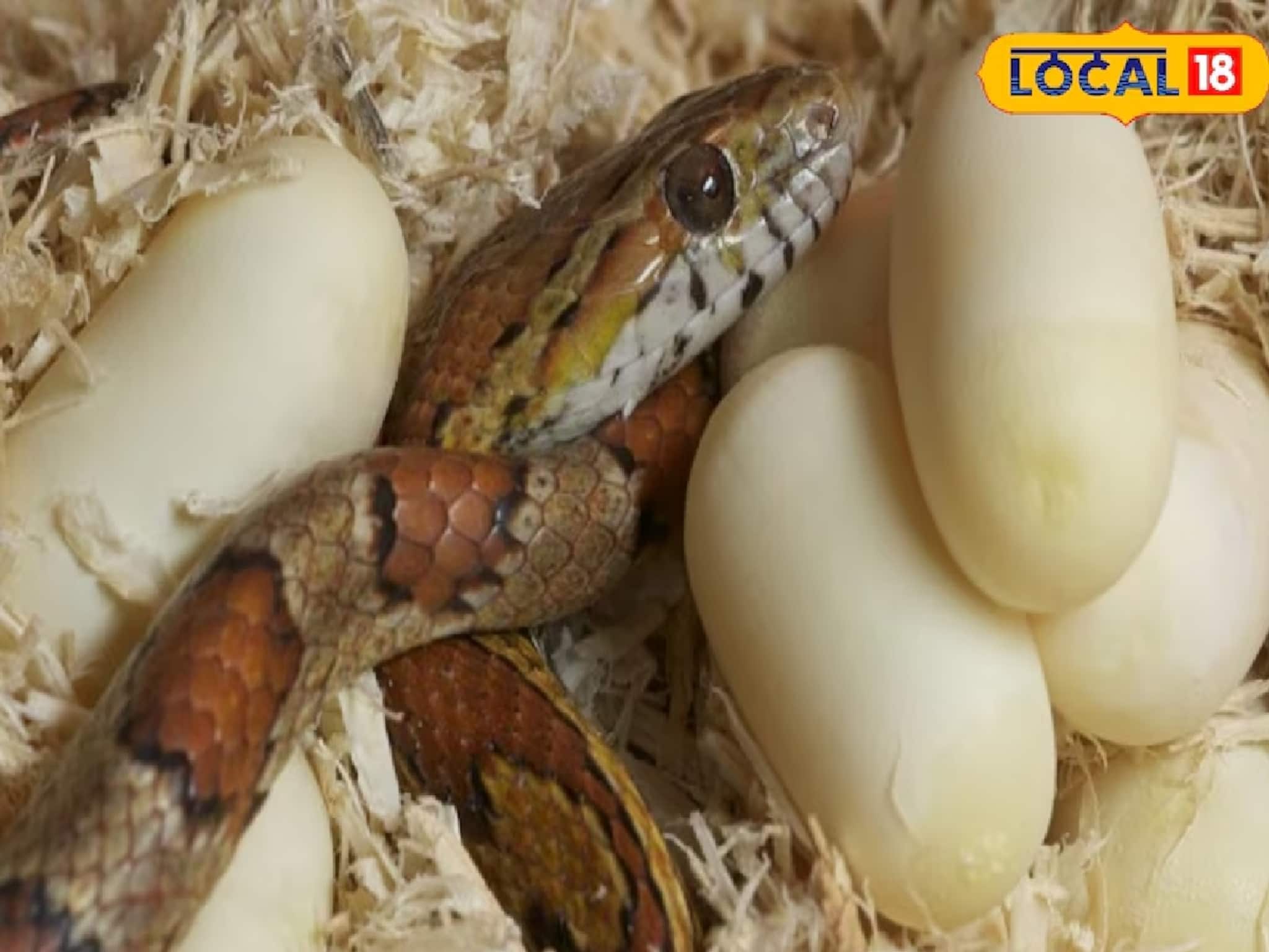 মানুষ কি সাপের ডিম খেতে পারে? খেলে শরীরের উপর কী প্রভাব পড়ে? বিশেষজ্ঞদের কাছ থেকে জানুন সত্যিটা।