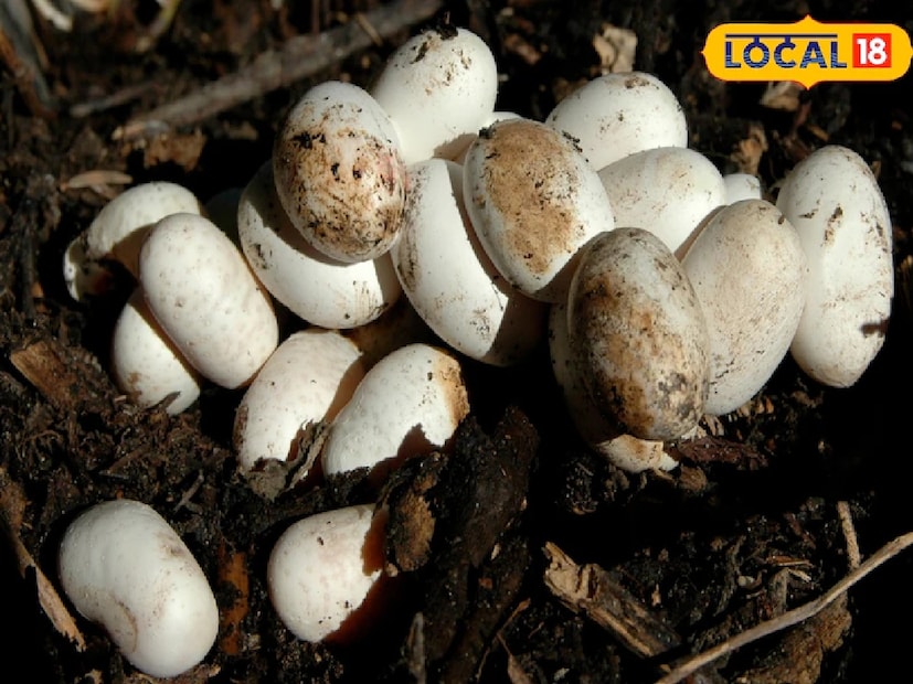 ভারতে মুরগির ডিম খাওয়ার চল বেশ জনপ্রিয়। অমলেট থেকে শুরু করে নানা রান্নায়, এমনকি ম্যাগির মতো খাবারেও ডিমের ব্যবহার দেখা যায়। সম্প্রতি একটি প্রশ্ন ঘুরপাক খাচ্ছে—সাপের ডিম কি খাওয়া যায়? একসঙ্গে পাঁচটি সাপের ডিম খেলে কি মৃত্যু হতে পারে? এই বিষয়ে সঠিক তথ্য দিয়েছেন লোকাল ১৮-এর বিশেষজ্ঞরা। (রিপোর্ট: দীপক পান্ডে/খারগোন) ভারতে মুরগির ডিম খাওয়ার চল বেশ জনপ্রিয়। অমলেট থেকে শুরু করে নানা রান্নায়, এমনকি ম্যাগির মতো খাবারেও ডিমের ব্যবহার দেখা যায়। সম্প্রতি একটি প্রশ্ন ঘুরপাক খাচ্ছে—সাপের ডিম কি খাওয়া যায়? একসঙ্গে পাঁচটি সাপের ডিম খেলে কি মৃত্যু হতে পারে? এই বিষয়ে সঠিক তথ্য দিয়েছেন লোকাল ১৮-এর বিশেষজ্ঞরা। (রিপোর্ট: দীপক পান্ডে/খারগোন)