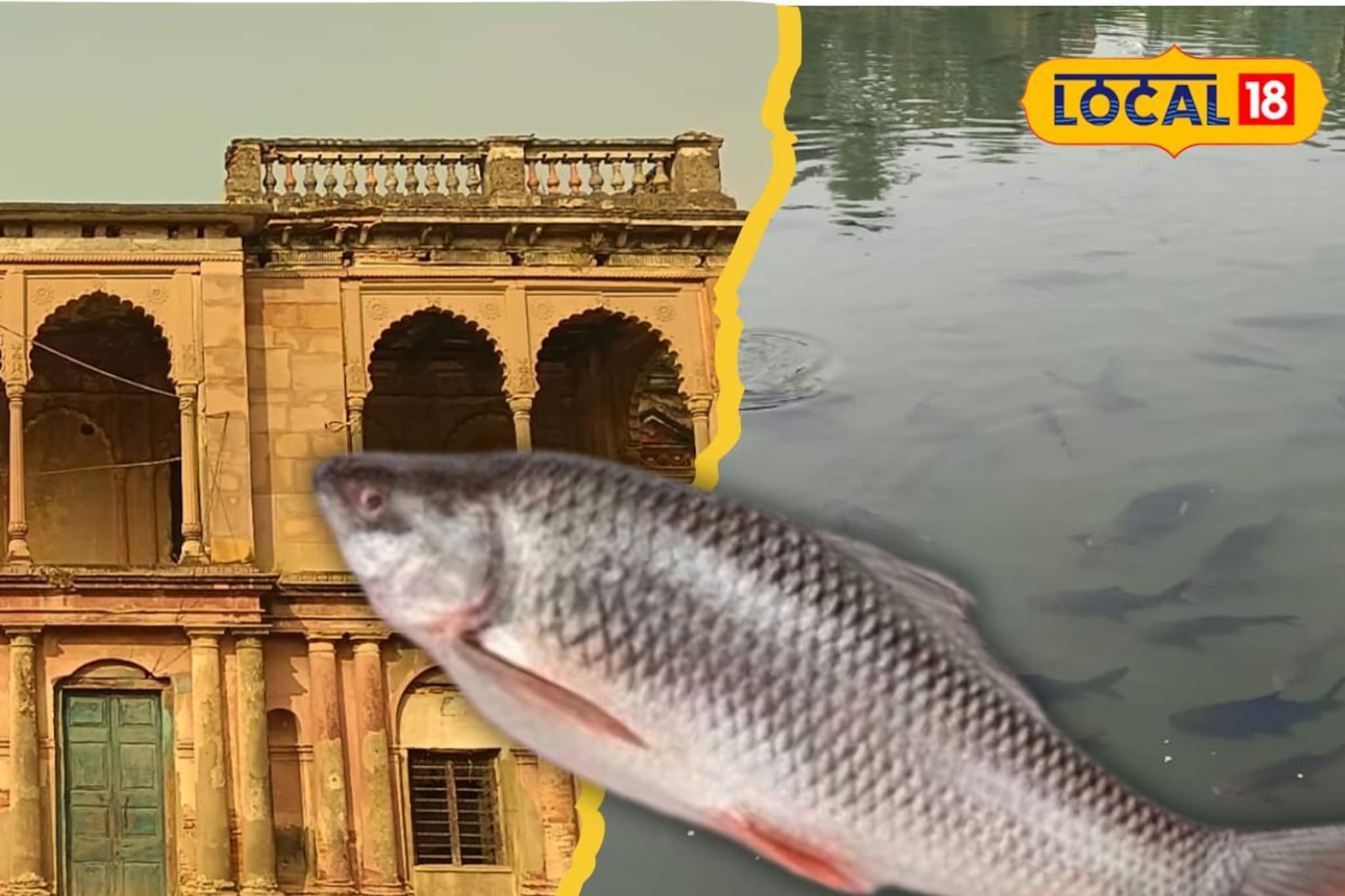 মুর্শিদাবাদ ঘুরতে গেলে লিস্টে রাখুন সোনারুন্দি রাজবাড়ি, দীঘি ভরা মাছ পাগল করে দেবে আপনাকে