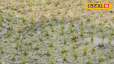 চাষের জমি শুকিয়ে গিয়েছে