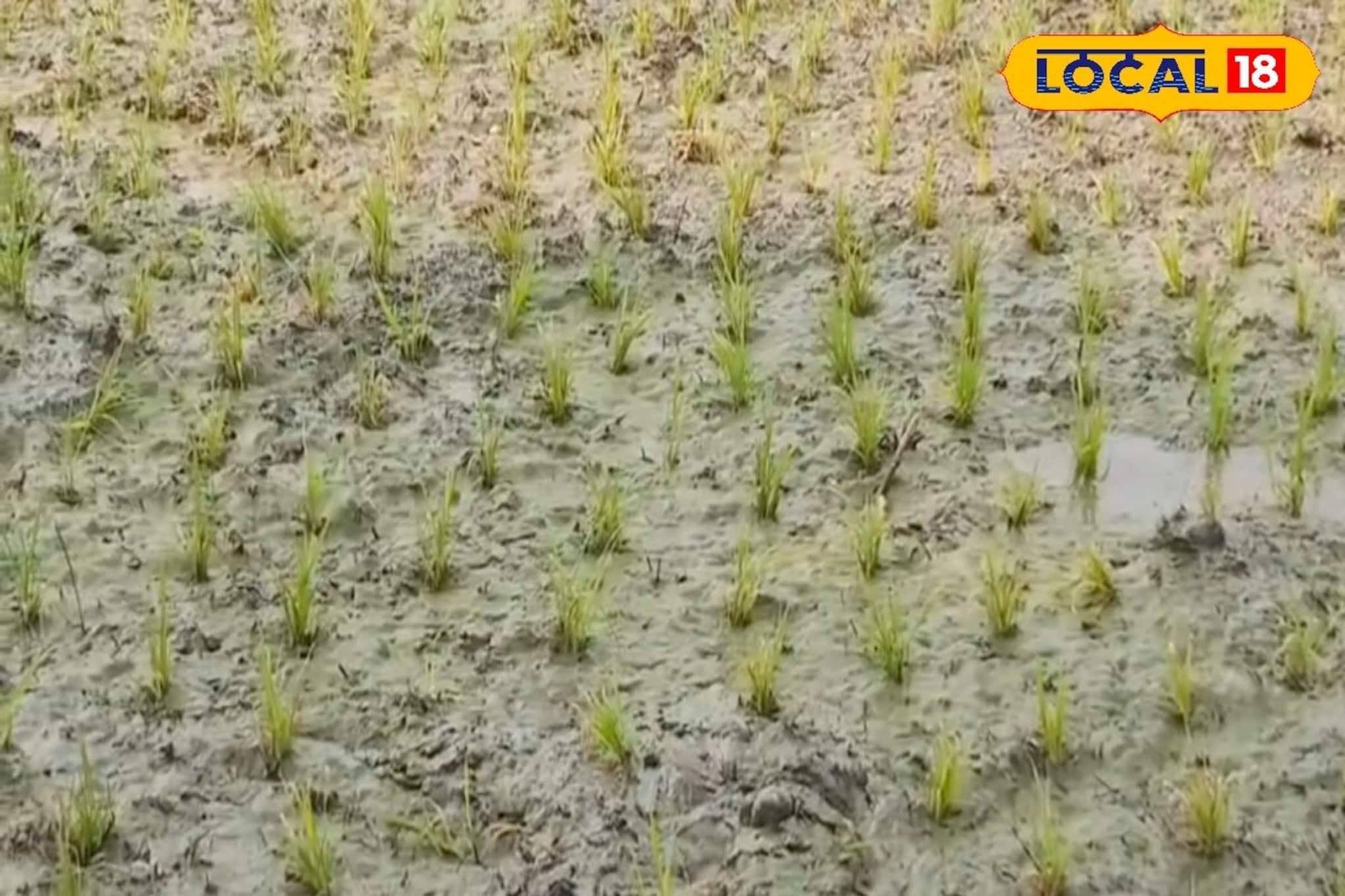 মোটা লাভের আশায় কাড়ি কাড়ি টাকা ঢেলেছেন চাষে, কিন্তু জলের অভাবে সব শেষ! দিশেহারা কৃষকরা