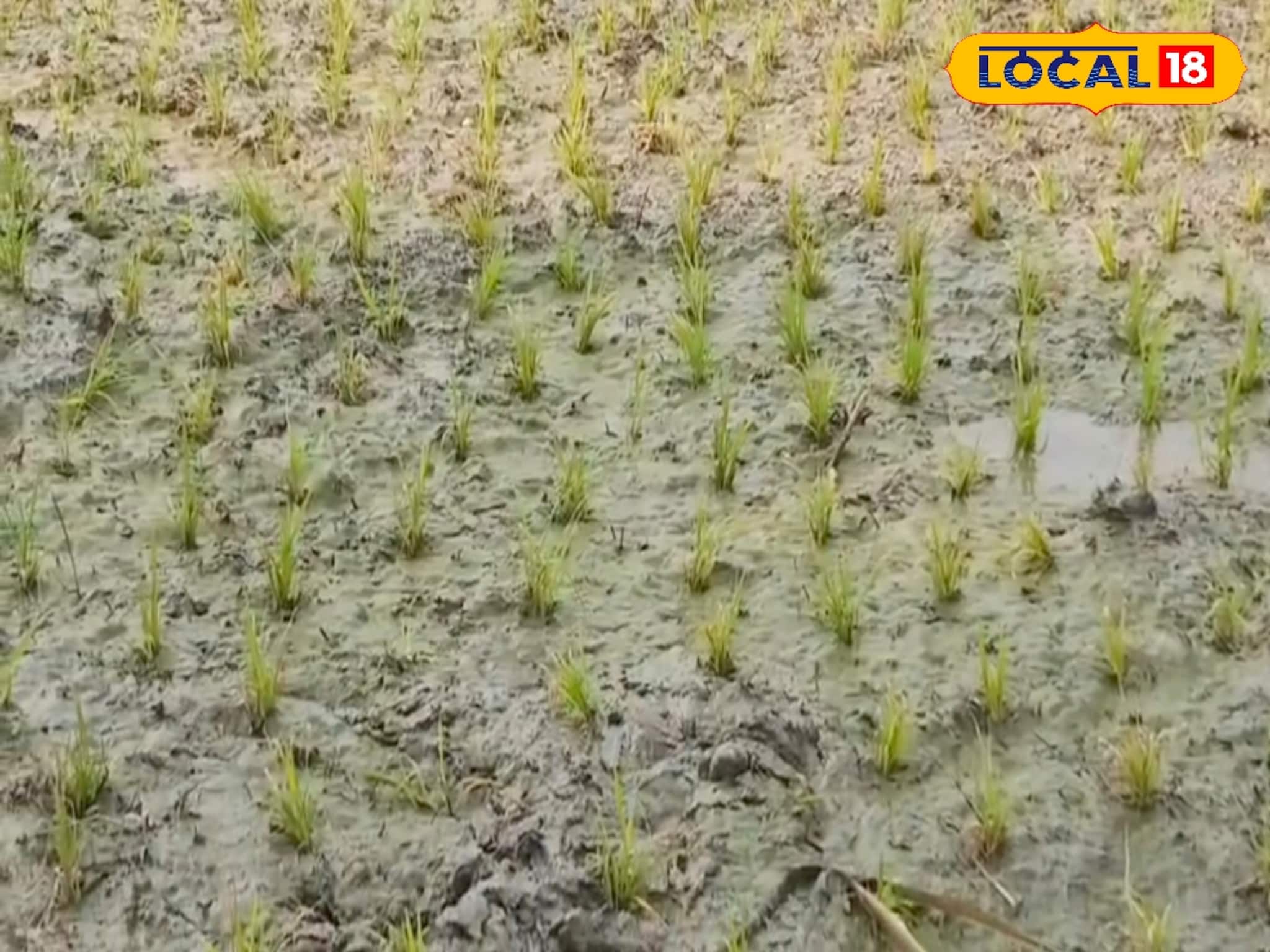 মোটা লাভের আশায় কাড়ি কাড়ি টাকা ঢেলেছেন চাষে, কিন্তু জলের অভাবে সব শেষ! দিশেহারা কৃষকরা