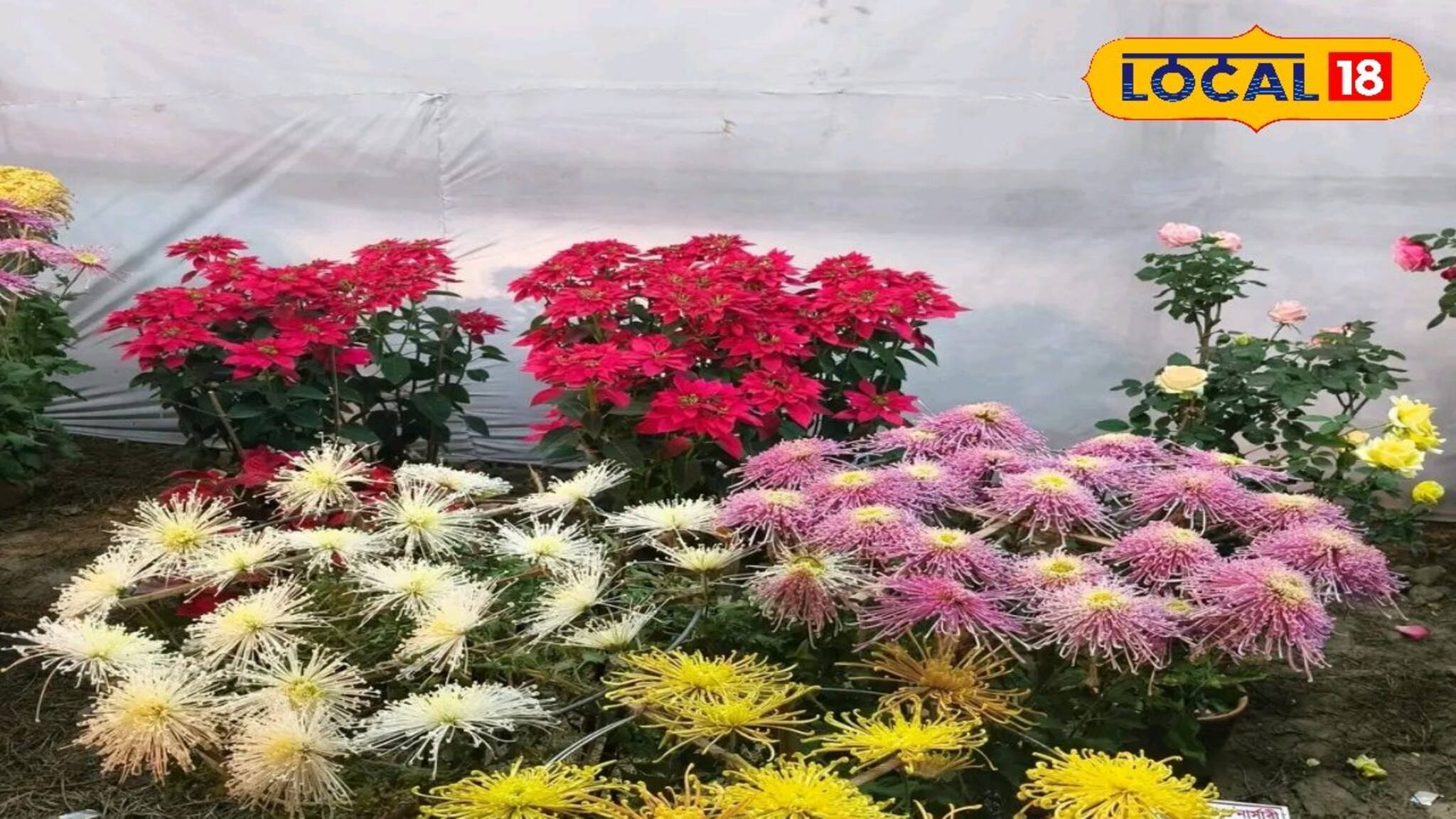 নোনা মাটির দেশে চিনা ফুলের ম্যাজিক! কাকদ্বীপের মেলায় ‘ক্যামেলিয়া’ দেখতে মানুষের ঢল