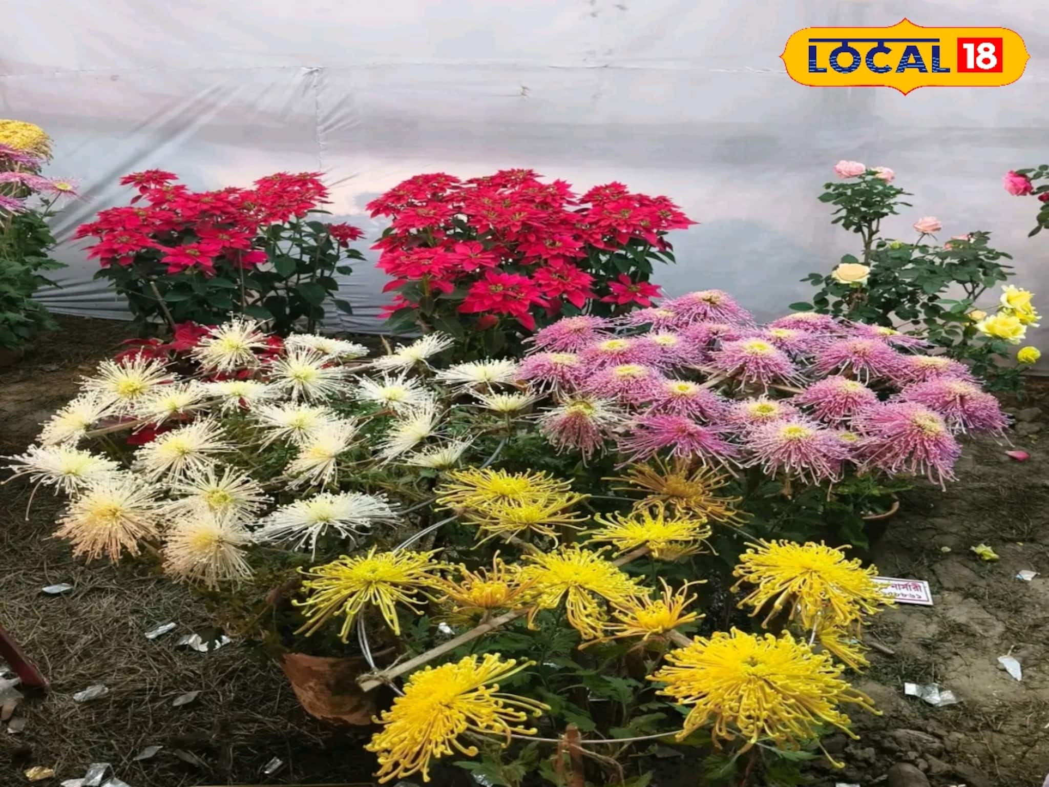 South 24 Parganas News: নোনা মাটির দেশে চিনা ফুলের ম্যাজিক! কাকদ্বীপের মেলায় ‘ক্যামেলিয়া’ দেখতে মানুষের ঢল