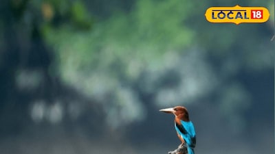 সুন্দরবনের পাখি উৎসব