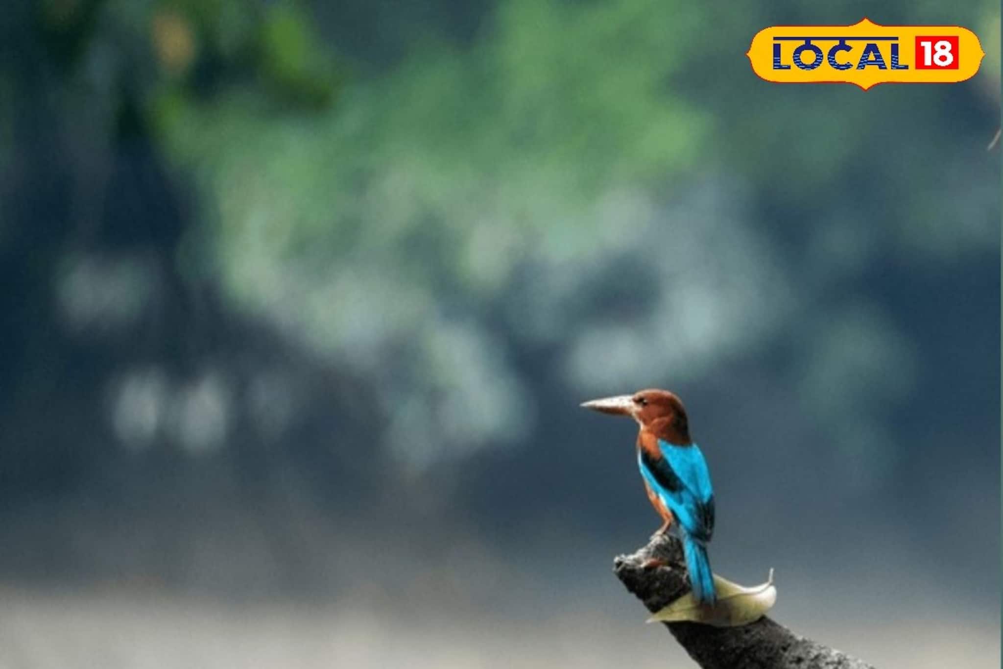 সুন্দরবনে বার্ড ফেস্টিভ্যাল, ইউরোপ থেকে উড়ে এলেন অতিথিরা! বিশেষজ্ঞদের হানা পাখিদের ডেরায়