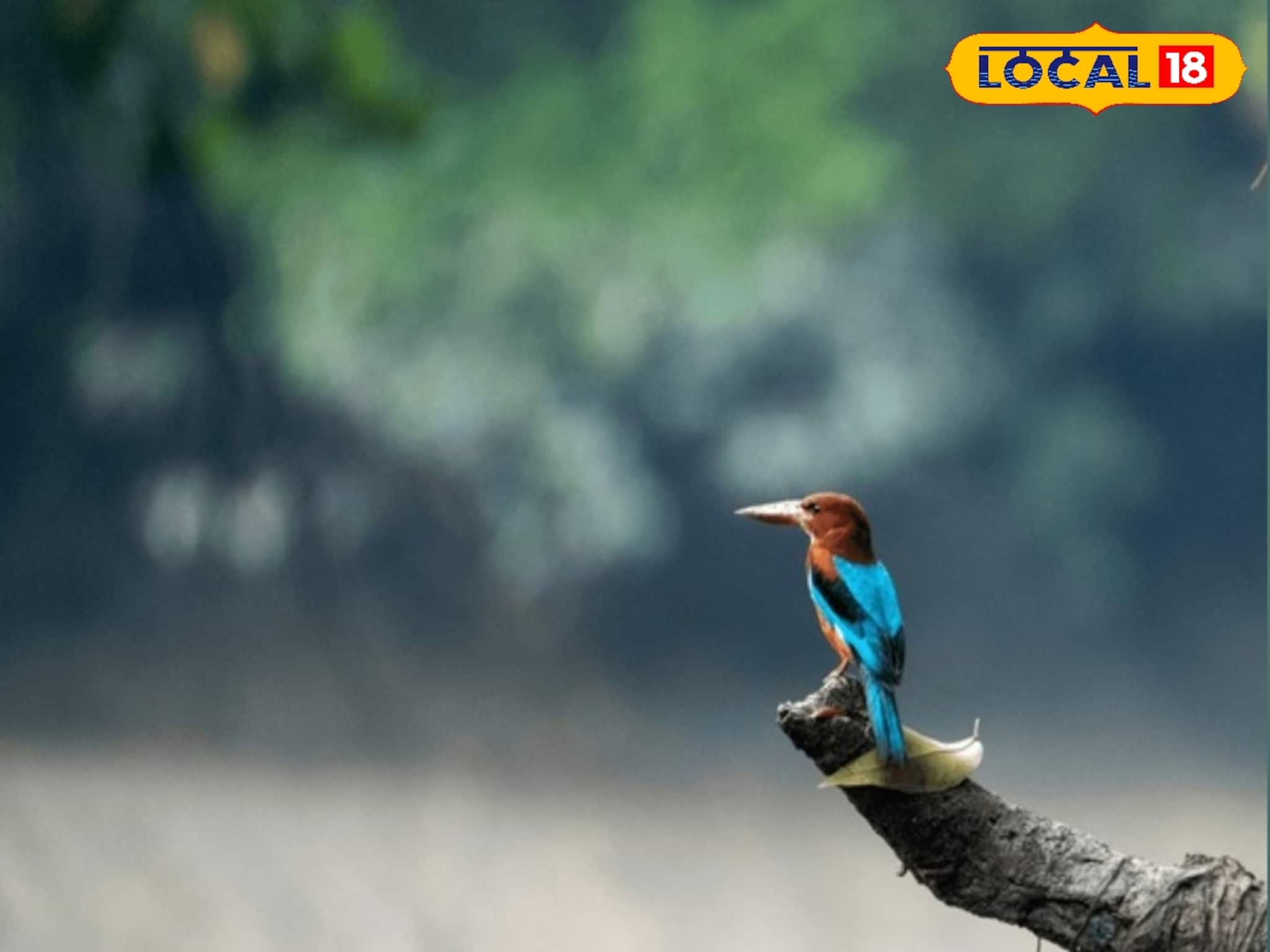 সুন্দরবনে বার্ড ফেস্টিভ্যাল, ইউরোপ থেকে উড়ে এলেন অতিথিরা! বিশেষজ্ঞদের হানা পাখিদের ডেরায়