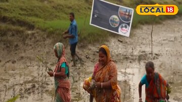 ম্যানগ্রোভ